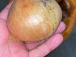 Лук - фото 2