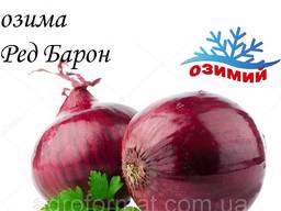 Лук севок озимый Голландия