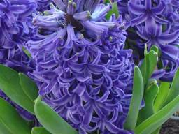 Цибулини Гіацинтів