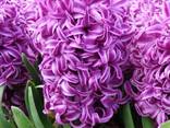Цибулини Гіацинтів - фото 1