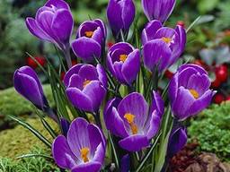 Цибулини Крокуса.