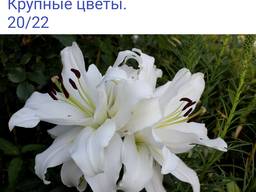 Луковицы лилии, махровые лилии White eyes, Exotic Sun, Roselily lorena