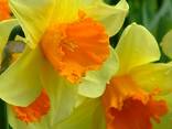 Цибулини нарцису. Різні сорти та дітки. - фото 1