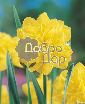 Луковицы нарциссов на выгонку