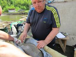 Личинка коропа