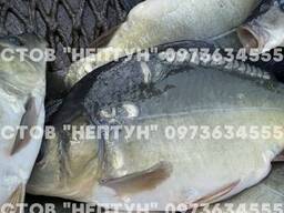 Личинка коропа (личинка карпа)