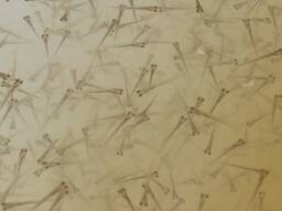 Личинка щуки