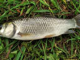 Білий амур (зарибок)
