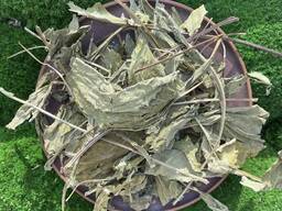 Листя ехінацеї, сушена ехінацея, рудбекія пурпурова, сушене листя