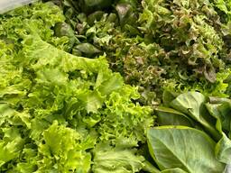 Листовий салат мікс для HoReCa та магазинів, гурт