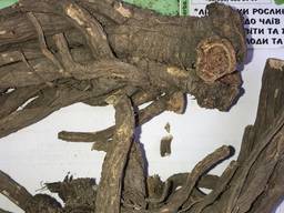 Любисток корінь, трава любистка (levisticum officinale)