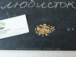 Любисток семена (20 шт) (зимний сельдерей. ..