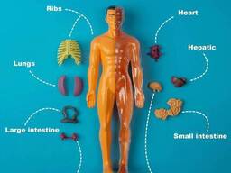 Ігровий набір Анатомія людини 30 деталів