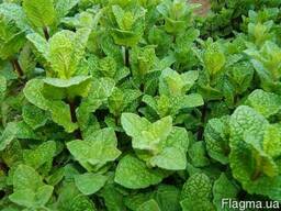 М'ята перцева