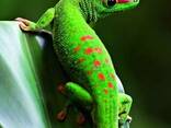 Мадагаскарский геккон (Phelsuma madagascariensis ) - фото 1