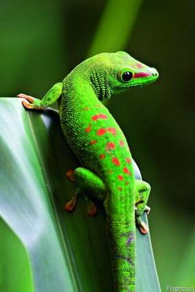 Мадагаскарский геккон (Phelsuma madagascariensis )