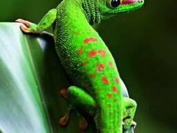 Мадагаскарский геккон (Phelsuma madagascariensis )