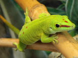 Мадагаскарский геккон (Phelsuma madagascariensis ) - фото 2