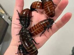 Мадагаскарский таракан 5-8 см как домашний питомец экзотика у вас дома! Всё для. ..