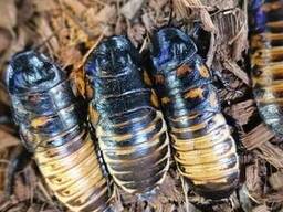 Мадагаскарский таракан 5-8 см кормовой живой корм для крупных рептилий, пауков и хищных. ..