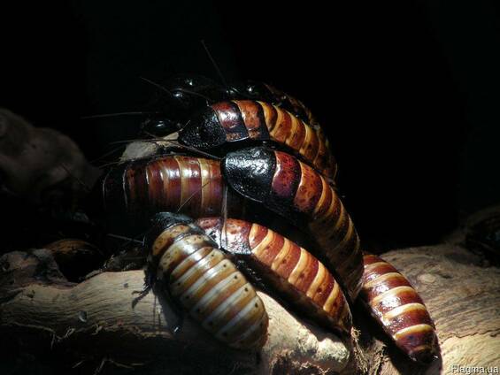 Мадагаскарский таракан (Princia vanwerebeki)
