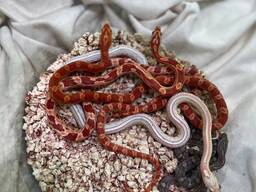 Маїсові полози, яскравий маїсовий полоз, полозята