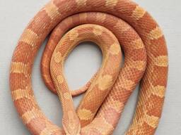 Маисовый полоз ручные много окрасов спокойные малыши