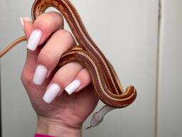 Маисовые полозята, ручний маїсовий полоз, кукурудзяна змія