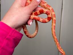 Маїсовий полоз, кукурудзяна змія, яскраві полози, маисовый полоз