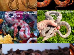 Маісовий/маїсовий , маисовый полоз, малюки 2025 року/маїсовий полоз купити