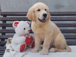 Мальчик золотистого ретривера