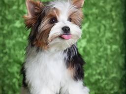 Male biewer yorkshire terrier