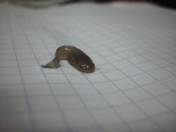 Малек африканского сома