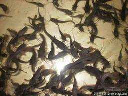 Малек африканскогосома