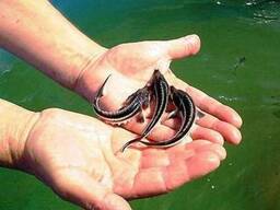 Малек Бестер