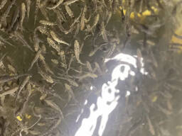 Малек Радужної форелі