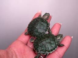 Маленькая черепашка красноухая, водяная черепаха, недорогая черепаха