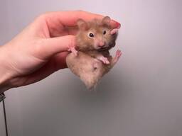 Маленькі кароликові хом'ячки до свят, подарунок на Миколая