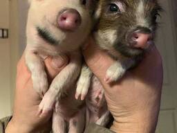 Маленькі ласкаві міні піг, супер карликові свинки для дому