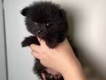 Маленькі померанські шпіци міні розмірів, чудові грайливі малюки - фото 1