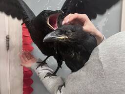 Маленькі воронята Крук, чорний ворон Крук ручні пташенята