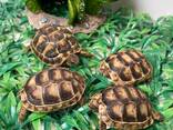 Маленькие черепашки, черепашата балканские и грецкие - фото 3