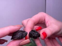 Маленькие декоративные водные черепашки, мускусная черепаха