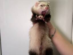 Маленькие хорьки, тхорики, хорек малыши девочки и мальчики