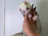Маленькие хорьки, тхорики, хорек малыши девочки и мальчики - фото 3