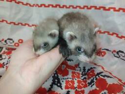 Маленькие ручные хорьки. Есть разного окраса и пола.