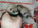 Маленькие ручные хорьки. Есть разного окраса и пола. - фото 1
