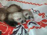 Маленькие ручные хорьки. Есть разного окраса и пола. - фото 2