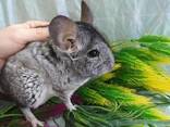 Маленькие ручные шиншиллы. Разного окраса. - фото 2