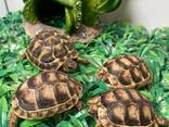 Маленькие ручные сухопутные черепашки, разные виды есть выбор - фото 1